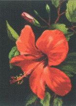 Hibiszkusz - Via