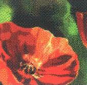 Tulipán - Via