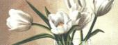 Fehér tulipán - Via