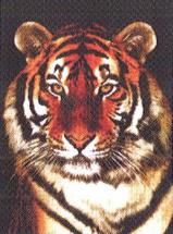 Tigris - Via