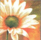Gerbera - Via