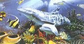 Delfinek - Via