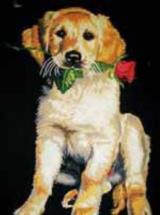 Kutyus - Collection D Art