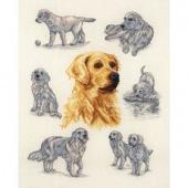 Golden Retriever Study - Anchor