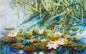 Tavirózsák - Panna
