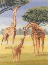 Giraffes - Heritage