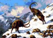 Ibex - Szamosközi