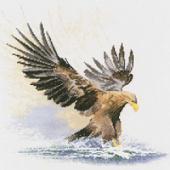 Eagle In Flight - Heritage