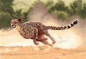 Cheetah (Gepárd) - Heritage