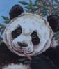 Panda - Collection D Art