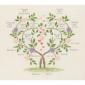 My Family Tree - Anchor