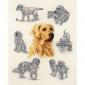 Golden Retriever Study - Anchor