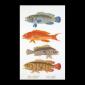 Fish Panel - Thea Gouverneur