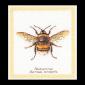 Hommel - Thea Gouverneur
