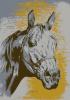 Ló portré I - Szamosközi