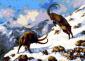 Ibex - Szamosközi