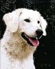 Kuvasz-portré - Szamosközi