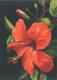 Hibiszkusz - Via