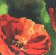 Tulipán - Via