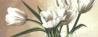 Fehér tulipán - Via