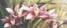 Orhidea - Via