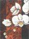 Orhidea - Via