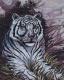 Hótigris - Collection D Art