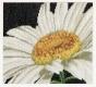 Marguerite - Thea Gouverneur