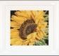 Sunflower - Thea Gouverneur