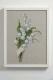 Lily of the Valley - Anchor