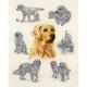 Golden Retriever Study - Anchor