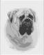 Bullmastiff portré - Szamosközi