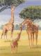 Giraffes - Heritage