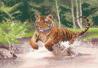 Tiger - Heritage