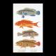 Fish Panel - Thea Gouverneur