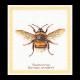 Hommel - Thea Gouverneur