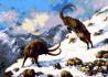 Ibex - Szamosközi