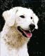 Kuvasz-portré - Szamosközi