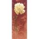 Carnation - Heritage