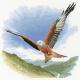 Red Kite In Flight - Heritage