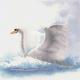 Swan In Flight - Heritage