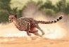 Cheetah (Gepárd) - Heritage
