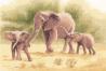 Elephants - Heritage