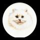 Witte Poes - Thea Gouverneur